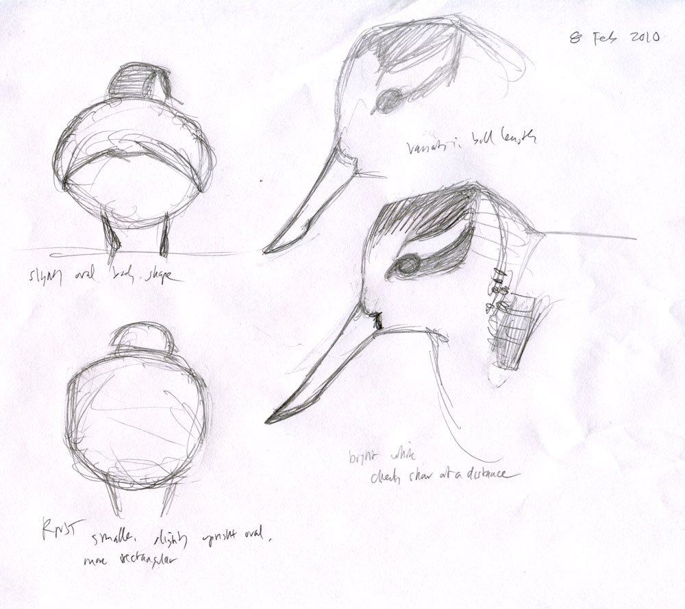 Eurhynorhynchus_pygmeus_sketch-4