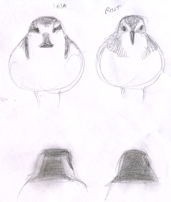Eurhynorhynchus_pygmeus_sketch-5
