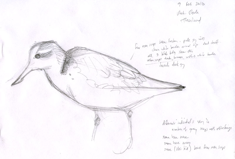 Eurhynorhynchus_pygmeus_sketch-8