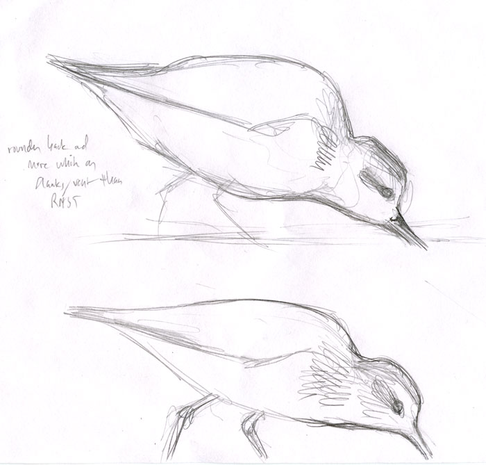 Eurhynorhynchus_pygmeus_sketch-9