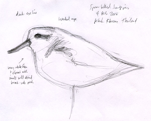 Eurhynorhynchus_pygmeus_sketch