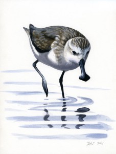 Eurynorhynchus_pygmeus_029_web
