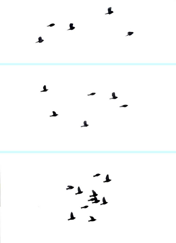Identifying songbirds by flocking behavior Sibley Guides