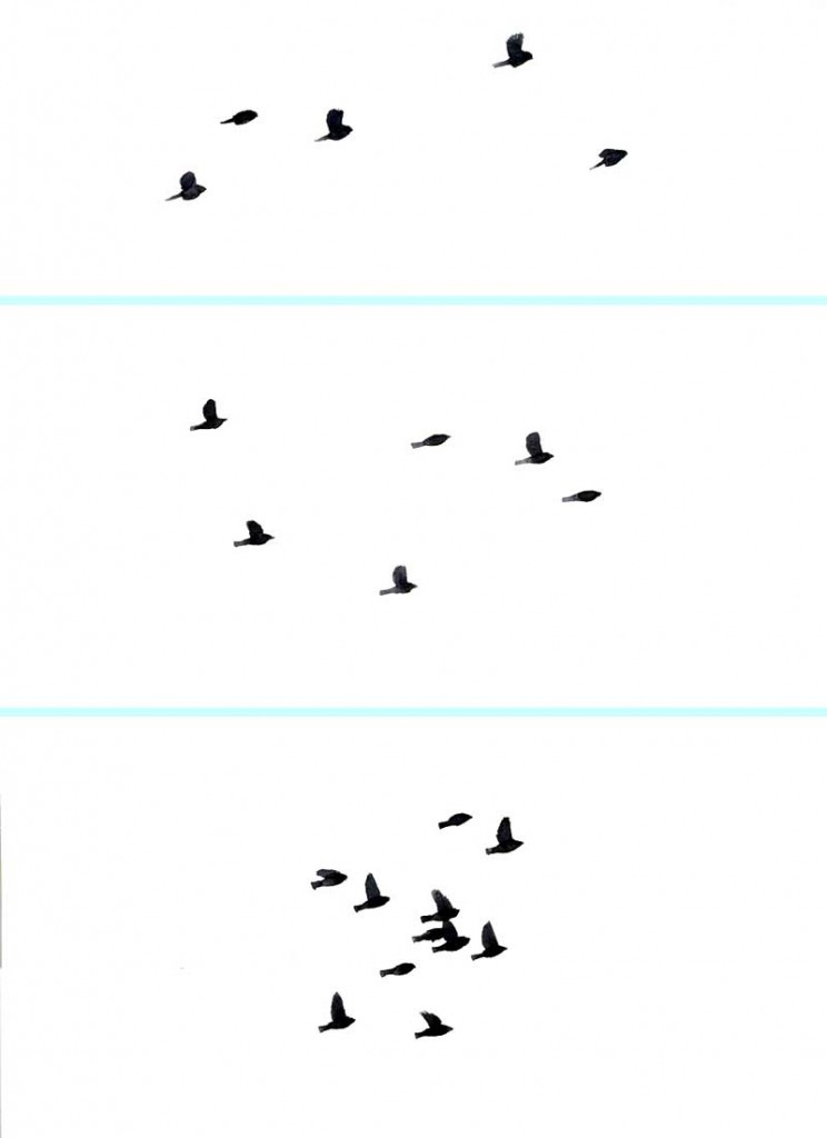 Flock_shapes_web
