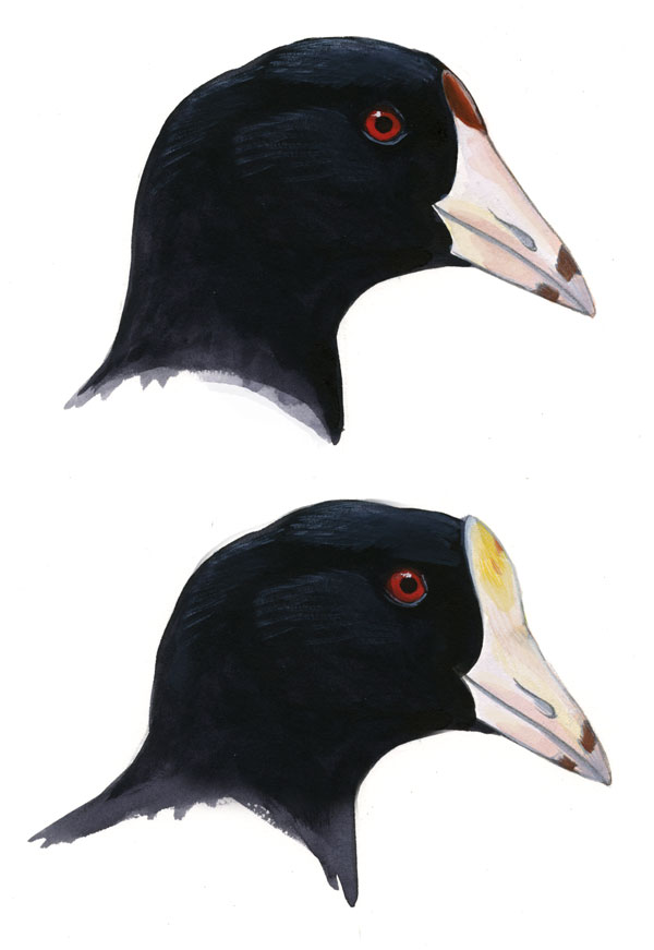 Fulica_americana_shield_web