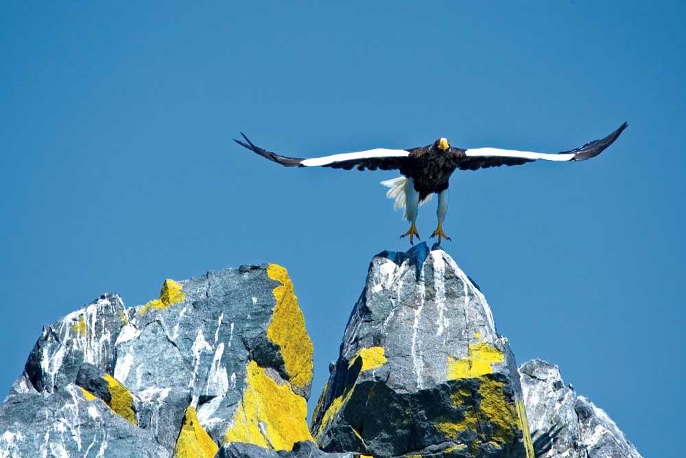 GBreton_Stellar-Sea-Eagle_web