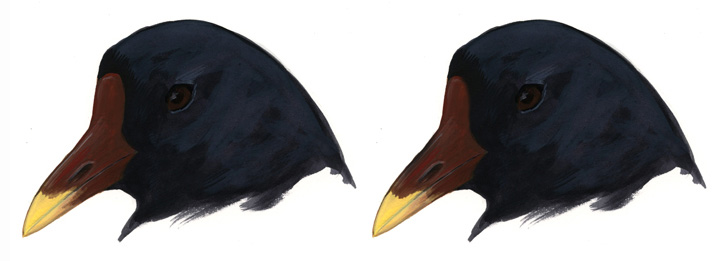 Gallinula_1_Eurasian_imm_web