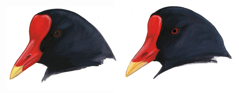 Gallinula_2_web