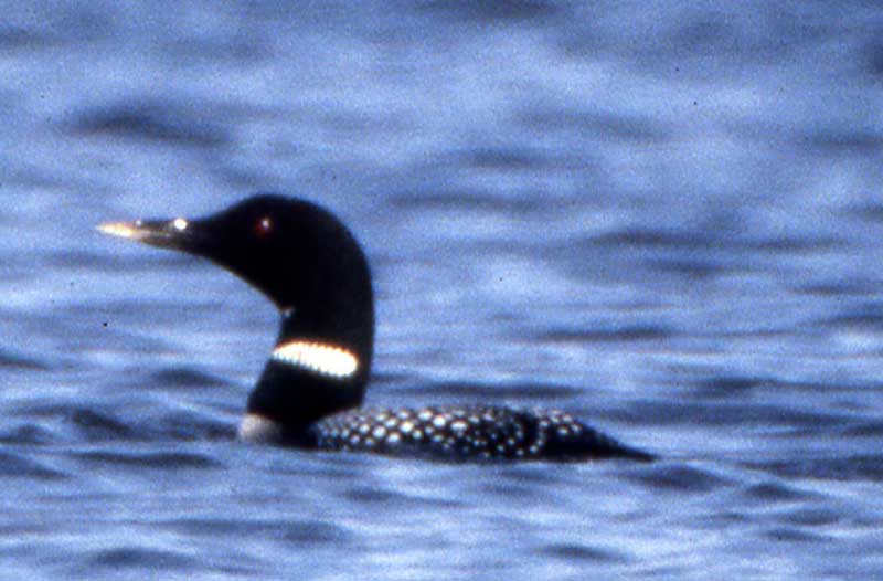 Gavia_adamsii_hybrid_Churchill_MB_9Jun1987_DSibley_002_webcrop