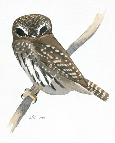 Glaucidium_NPygmy_Owl_web