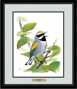 Golden-winged Warbler print available from Bird Watcher's Digest