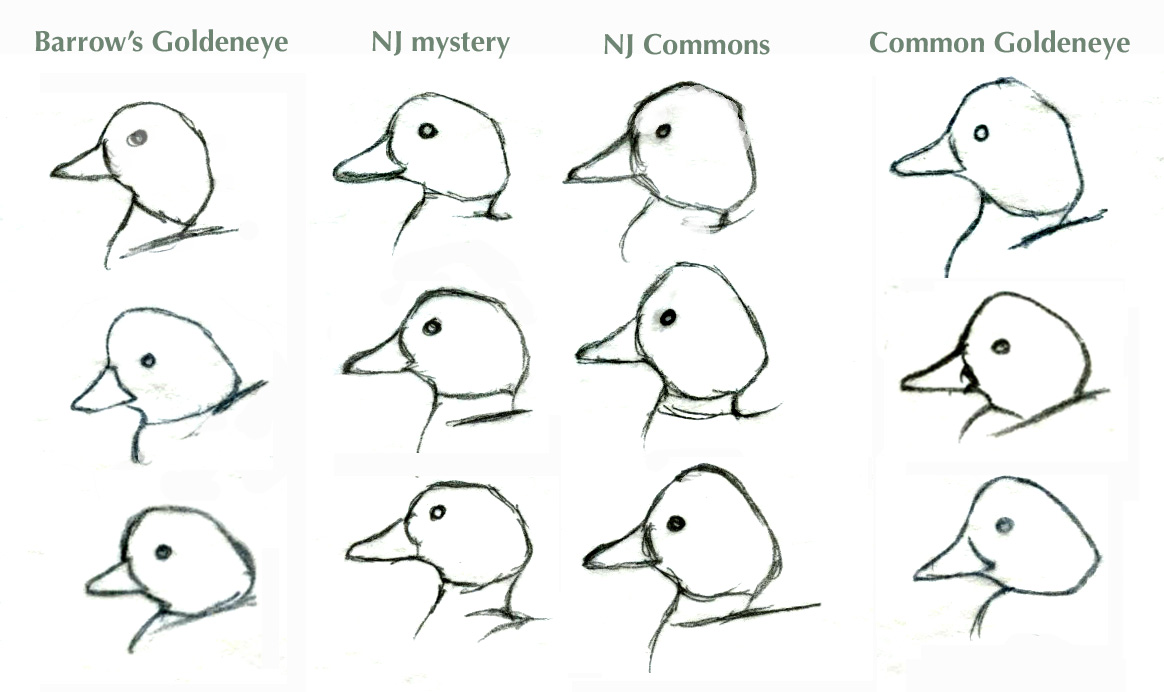 Goldeneye_head_shapes