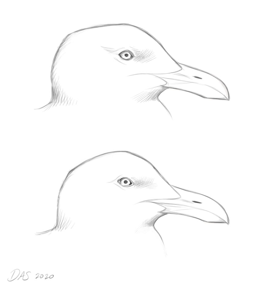 sketch of gull head shapes