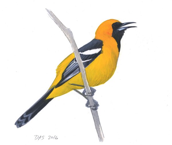 Hooded Oriole original art