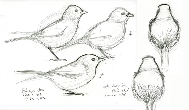 Junco_426_comp_web