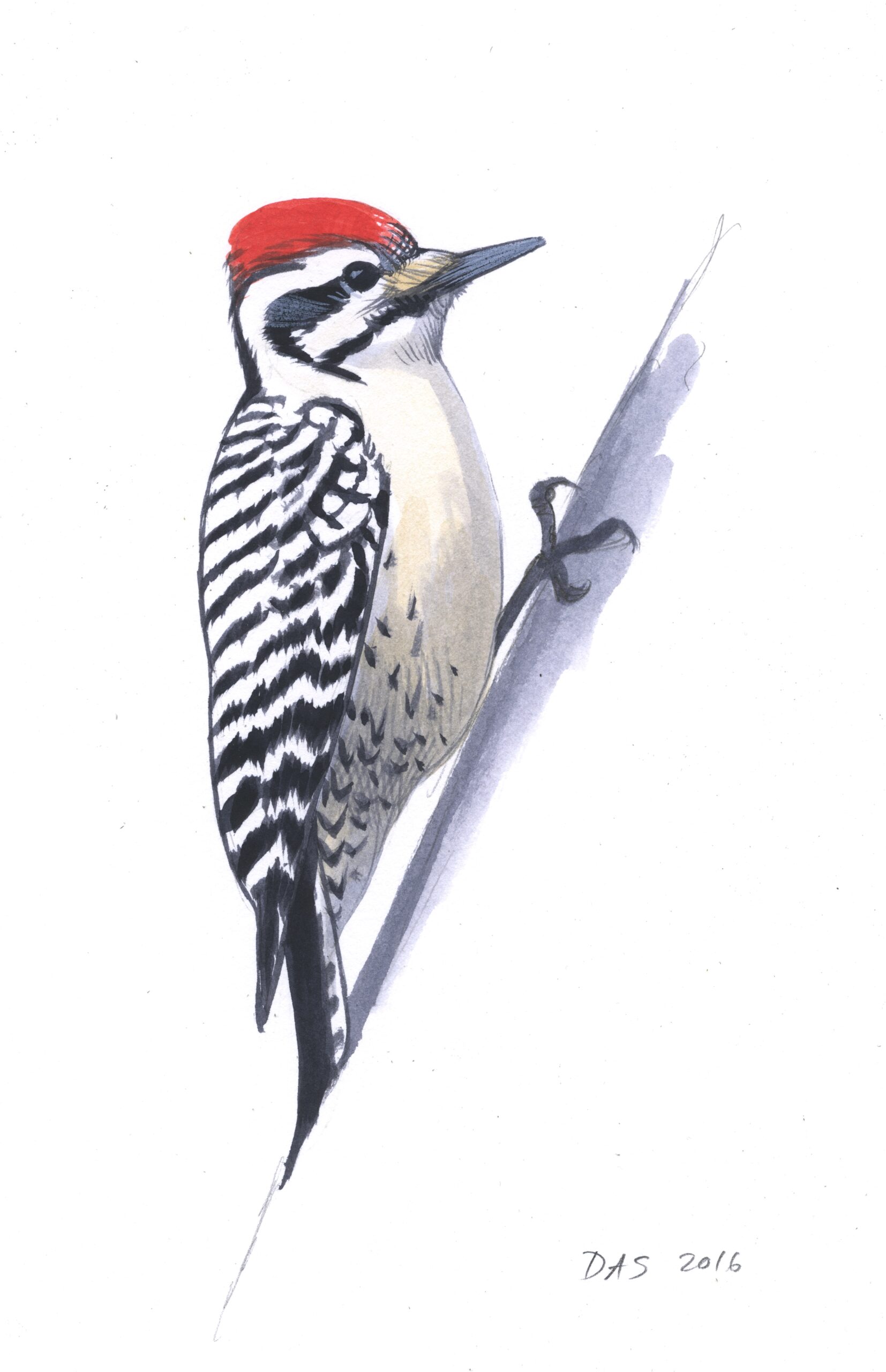 Ladderbacked Woodpecker original art Sibley Guides