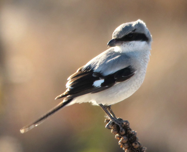 Lanius_ludovidianus_ShaiMitra_LongIsland1