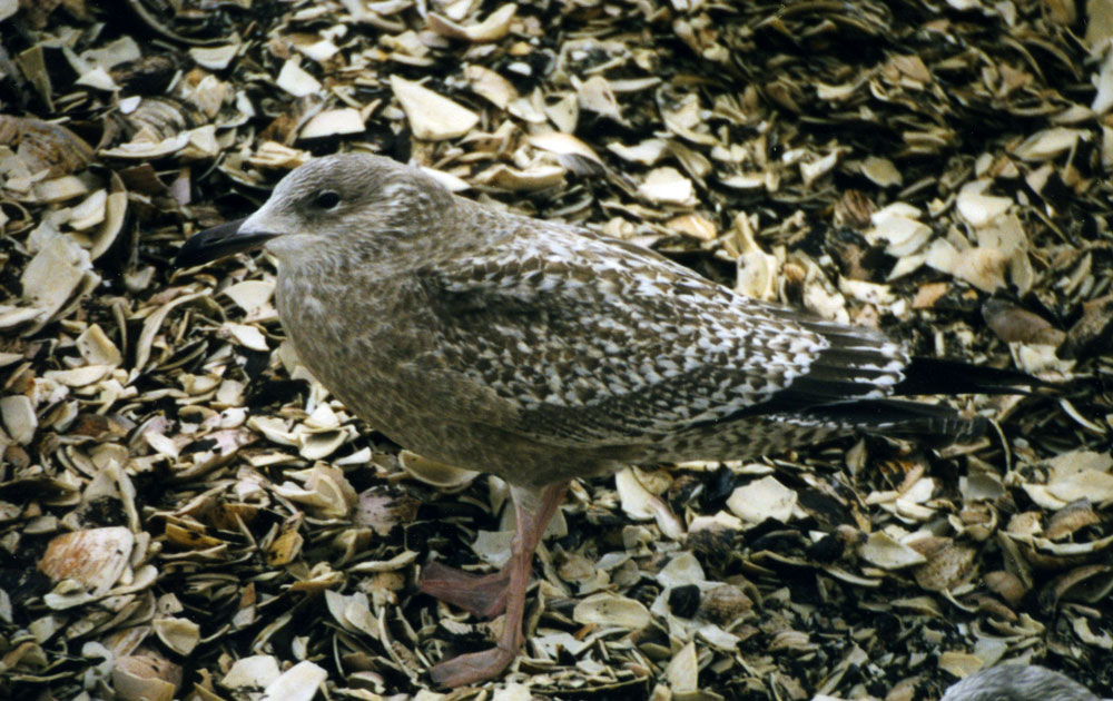 Larus_argentatus_19980128_CapeMayNJ_032_web