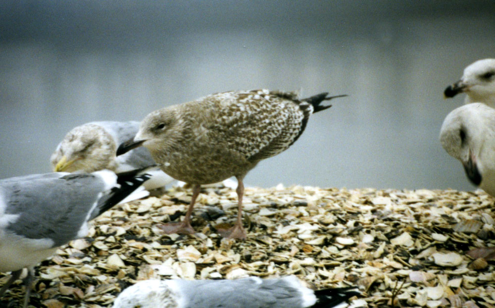 Larus_argentatus_19980128_CapeMayNJ_033_web
