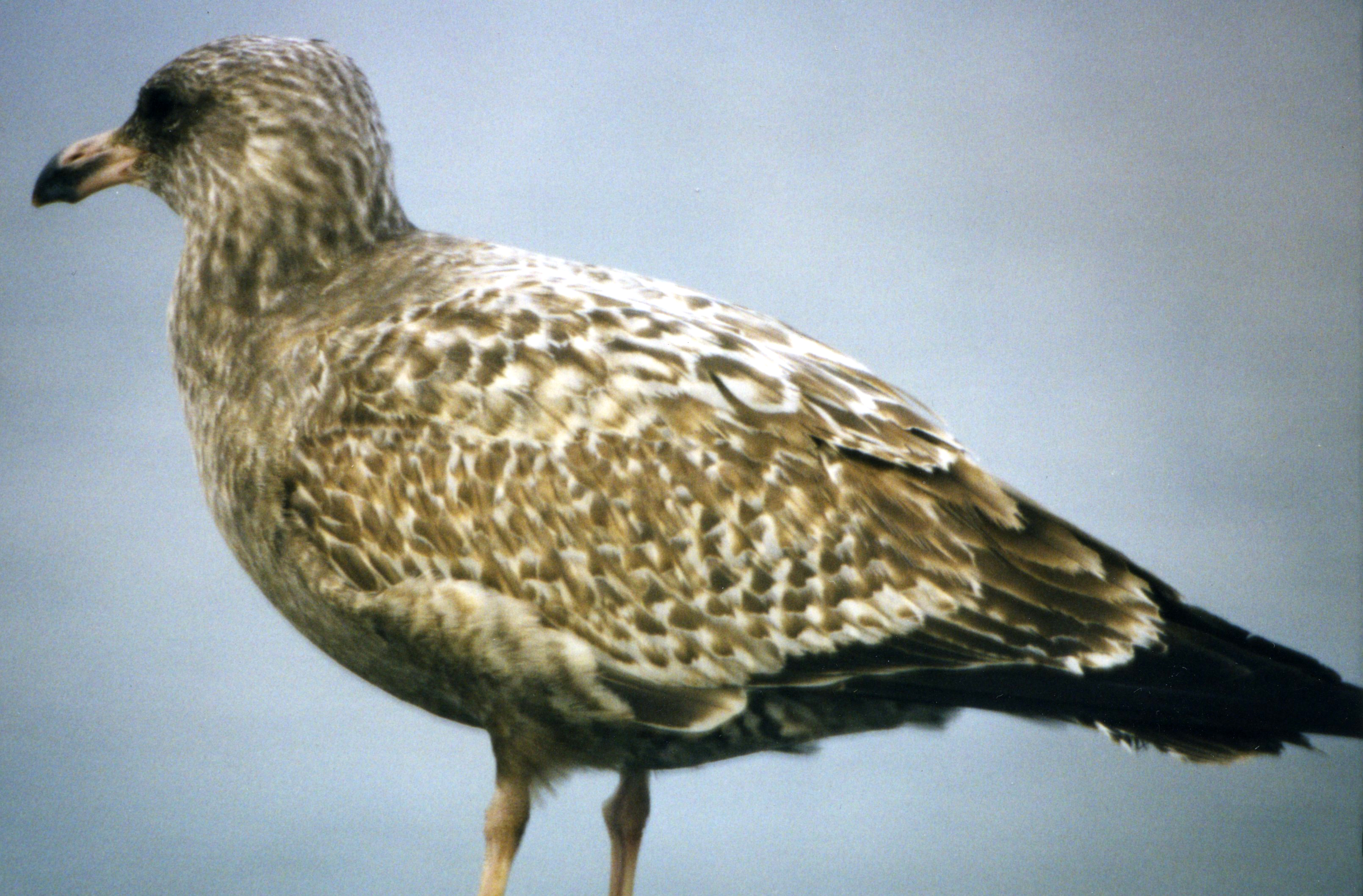 Larus_argentatus_19980130CapeMayNJ_037