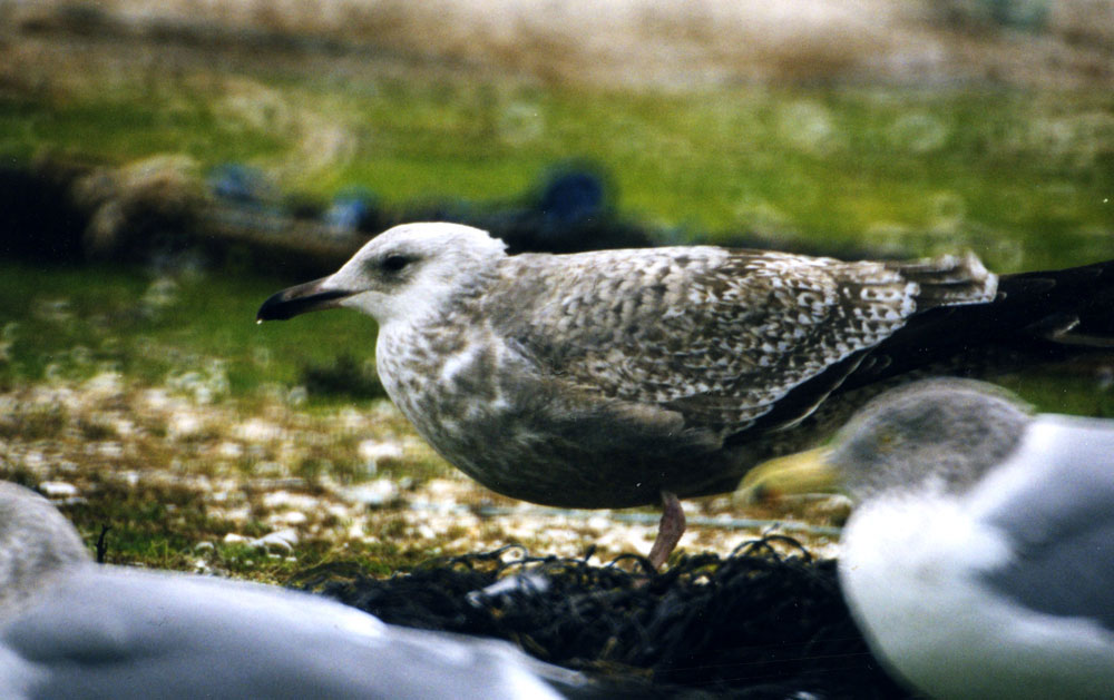 Larus_argentatus_19980204_CapeMayNJ_034_web