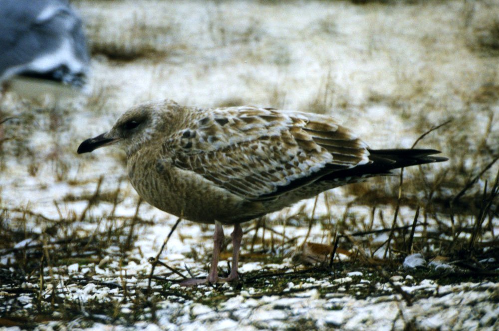 Larus_argentatus_19980204_CapeMayNJ_035_web
