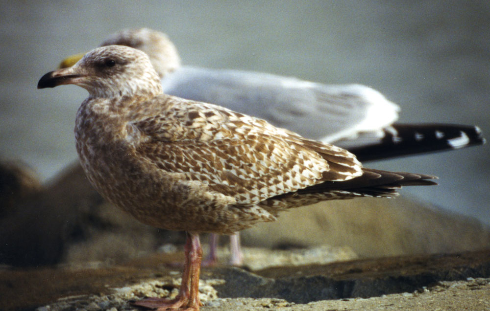 Larus_argentatus_19980223_CapeMayNJ_036_web
