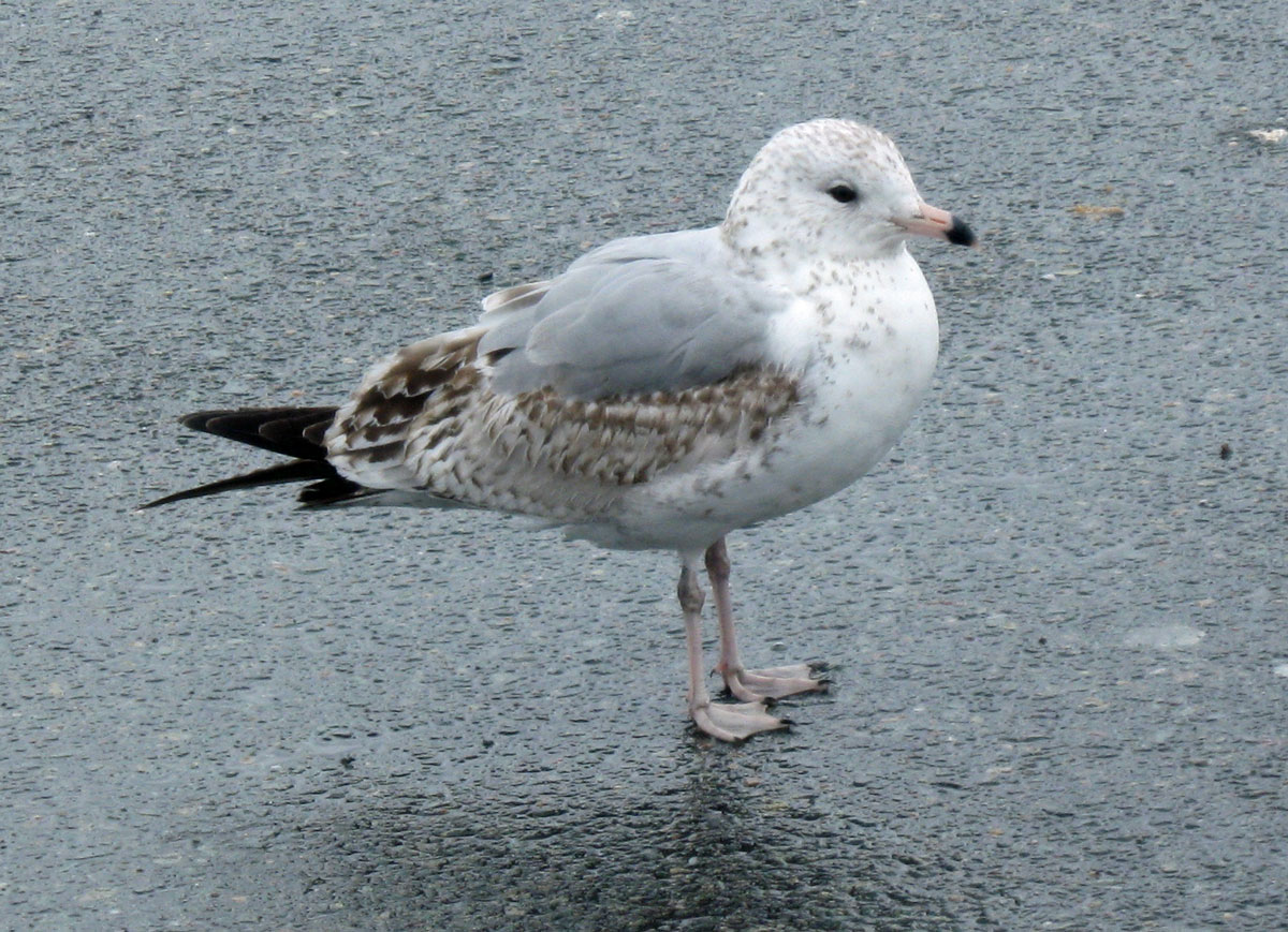 Larus_delawarensis_BostonMA_20100418ab_web