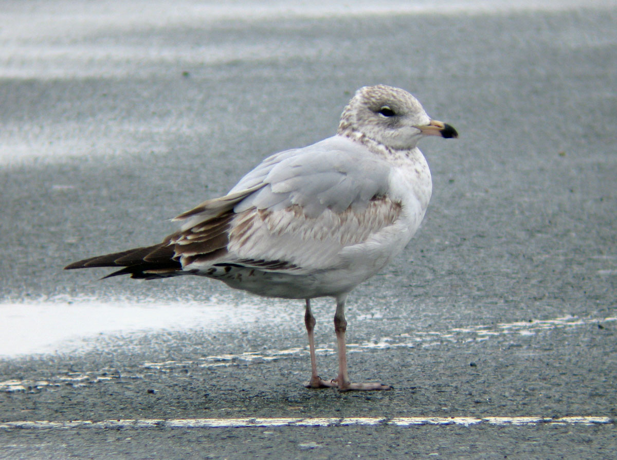 Larus_delawarensis_BostonMA_20100418ae_web