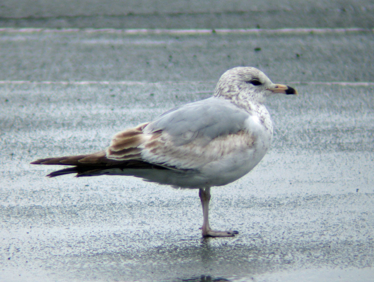 Larus_delawarensis_BostonMA_20100418an_web