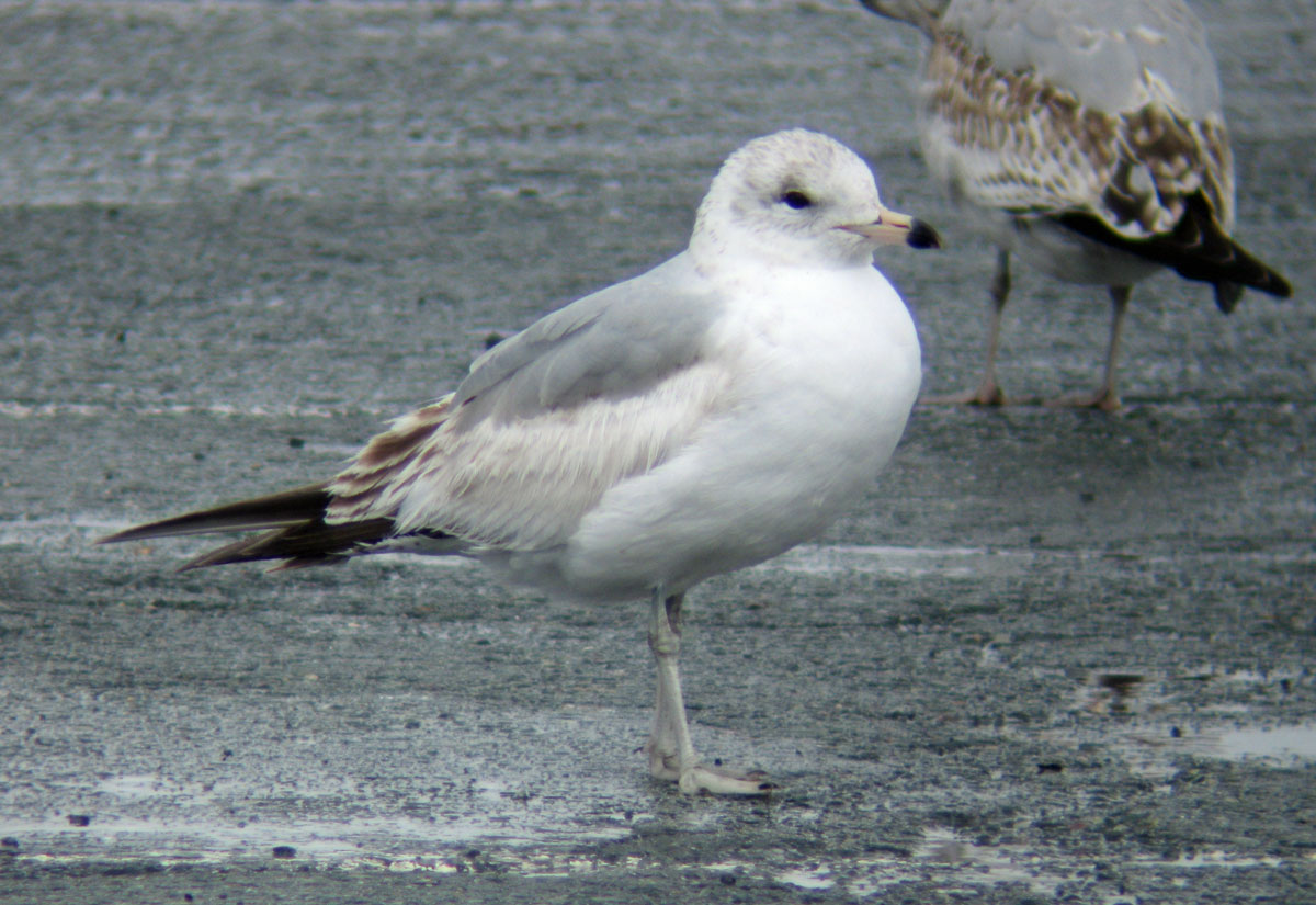 Larus_delawarensis_BostonMA_20100418ap_web