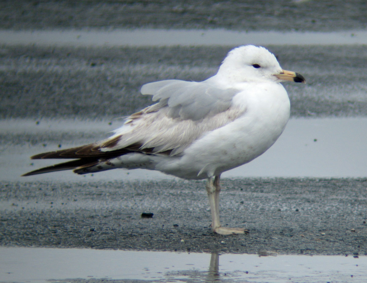 Larus_delawarensis_BostonMA_20100418at_web