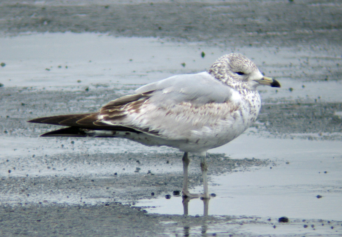 Larus_delawarensis_BostonMA_20100418av_web
