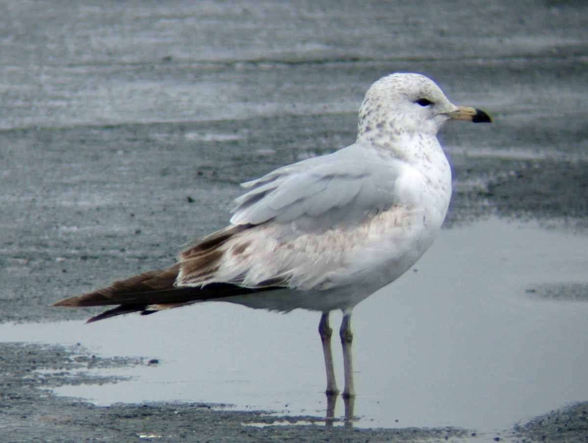 Larus_delawarensis_BostonMA_20100418ax_web