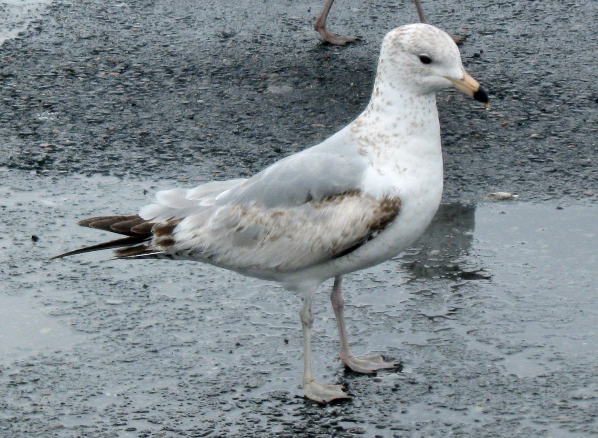 Larus_delawarensis_BostonMA_20100418b_web