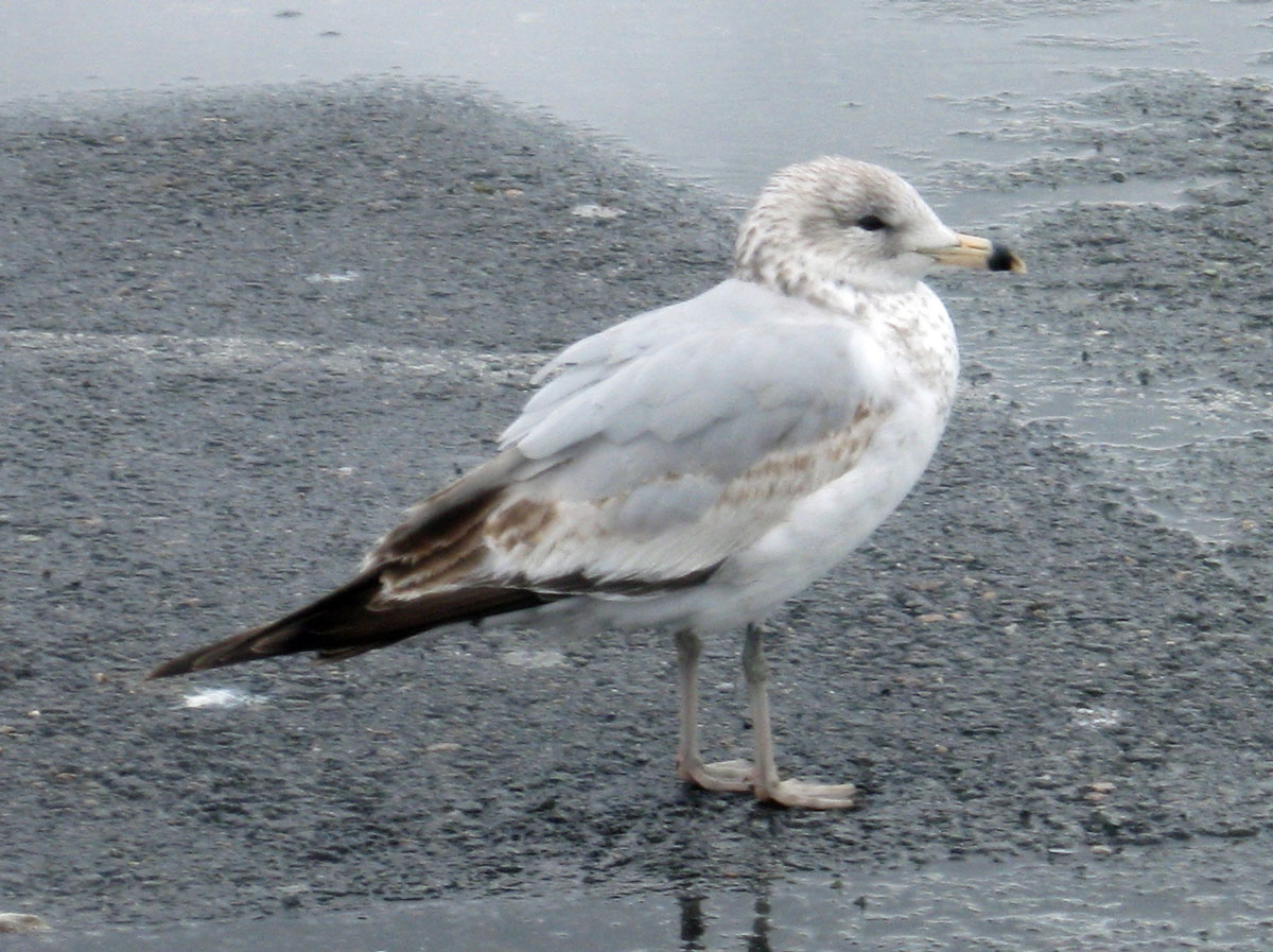 Larus_delawarensis_BostonMA_20100418o_web