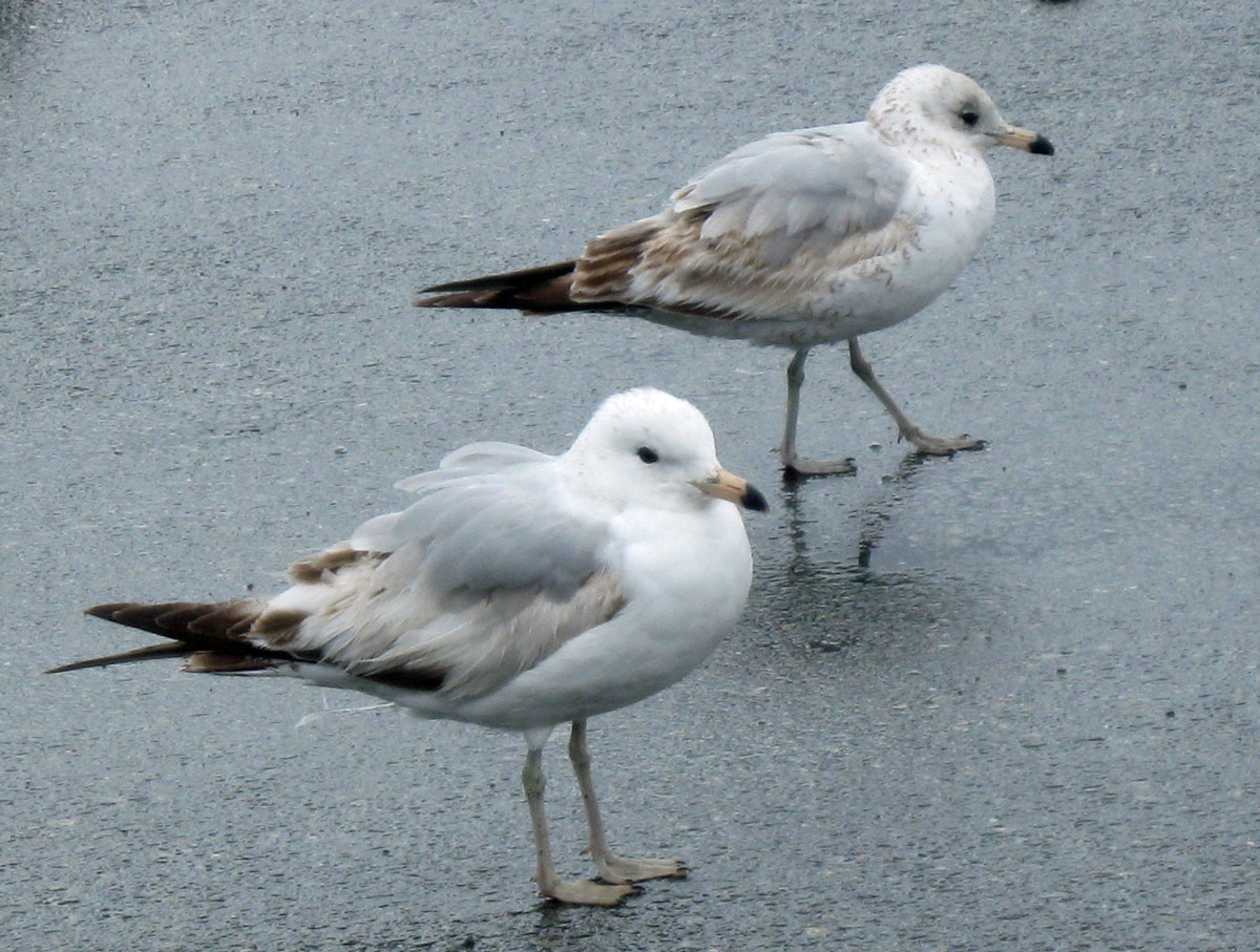 Larus_delawarensis_BostonMA_20100418v_web2