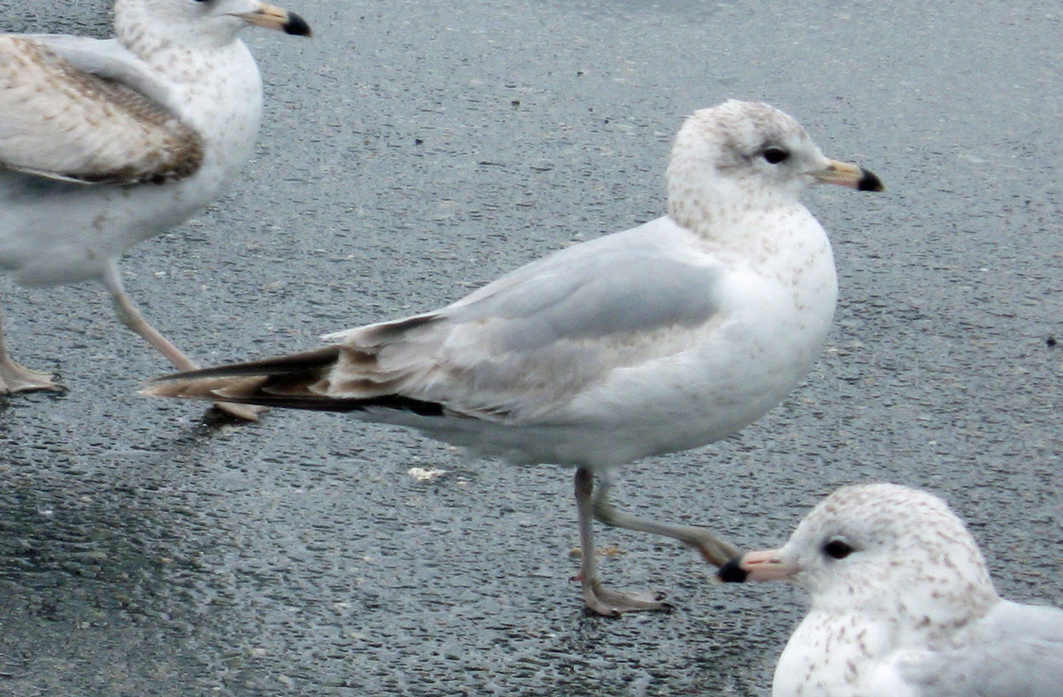 Larus_delawarensis_BostonMA_20100418z_web