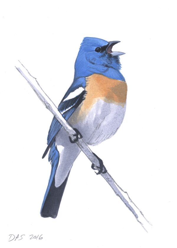 Lazuli Bunting original art