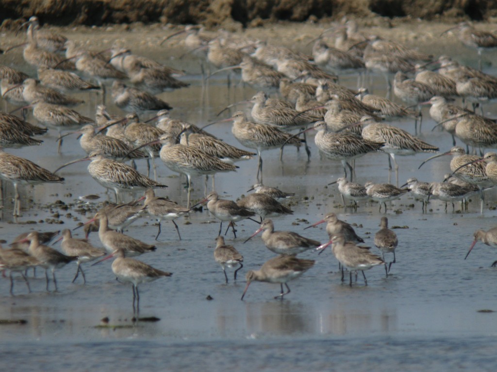 Limosa_limosa_Numenius_arquata_20100213_Thailand_IMG_7412
