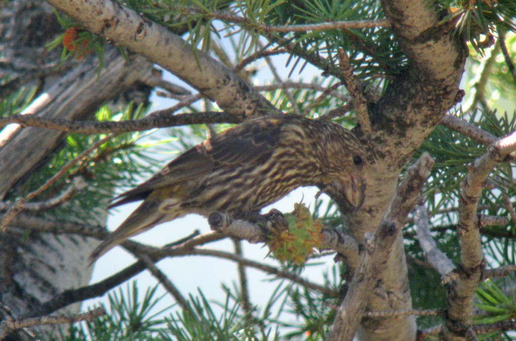 Loxia_curvirostra_PineButteMT_20100826as_Type2Juv