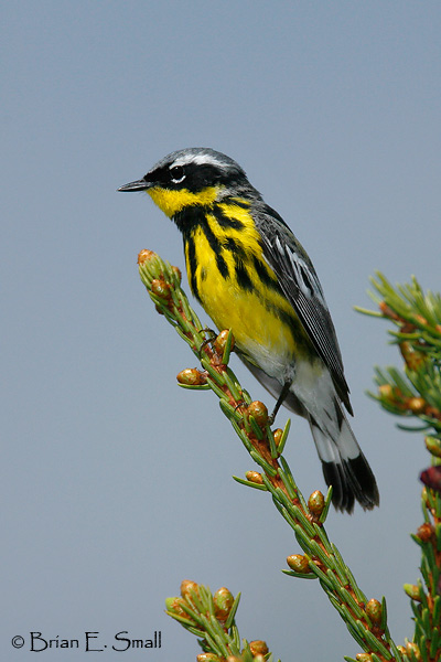 Magnolia-Warbler_T0B30450