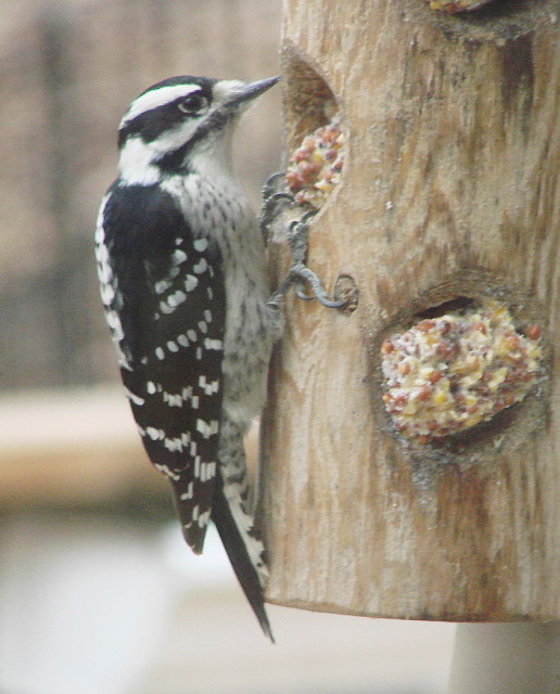 December 2016, Wildwood, MO, © David Pierce, used by permission