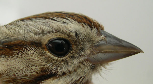 Melospiza_melodia_ConcordMA_20050306a_cropweb