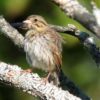 Bird identification quiz 53: Eastern Sparrows in early September