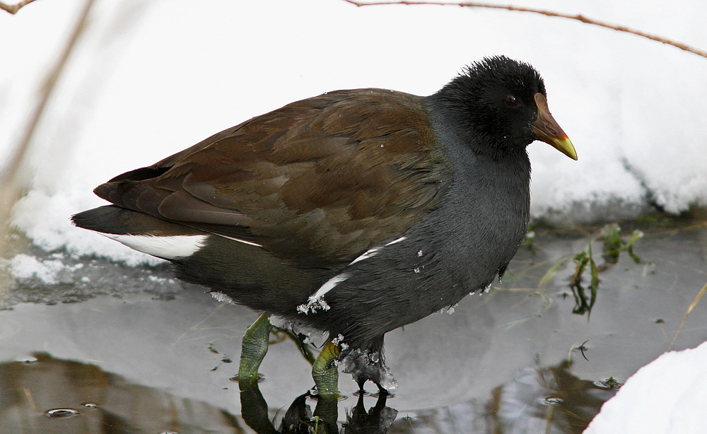Moorhen(1)