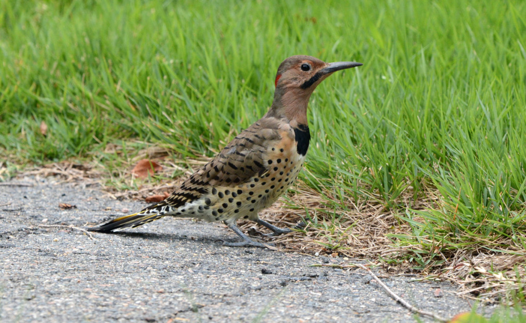 Northern Flicker 20150904 NeedhamMA Michael BeagenDSC_7733