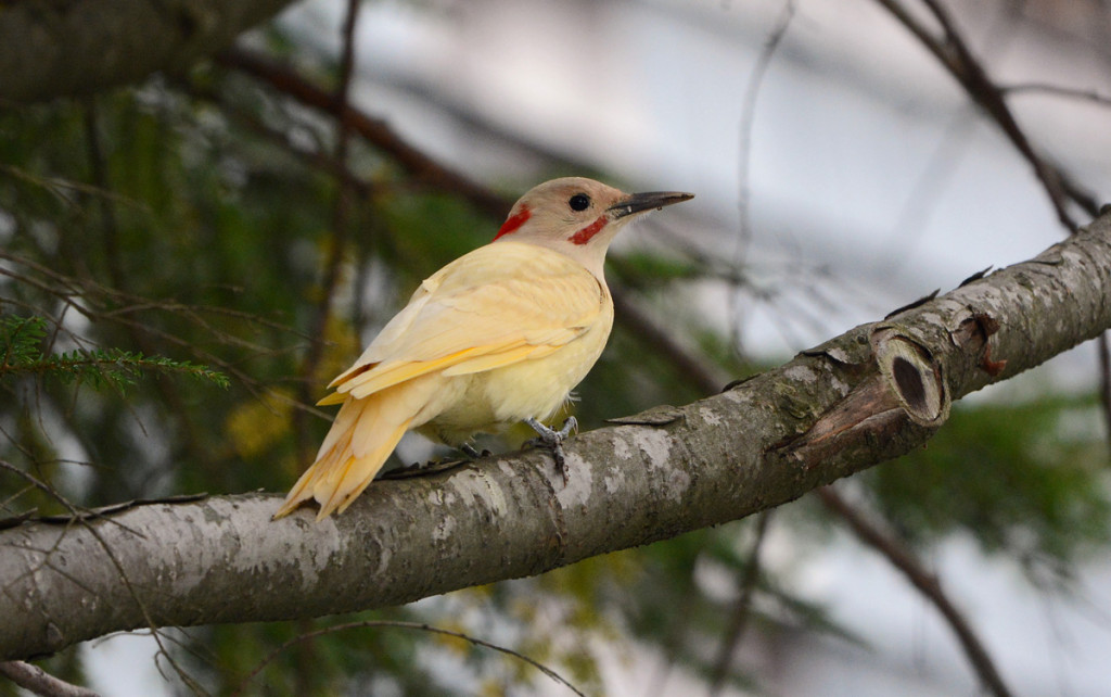 Northern Flicker 20150904 NeedhamMA Michael BeagenDSC_7751