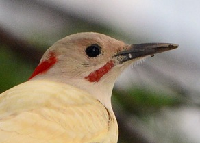 Northern Flicker 20150904 NeedhamMA Michael BeagenDSC_7751_head