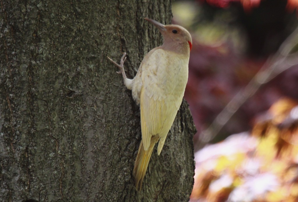 Northern_Flicker_MtAuburn_20120430_JohnHarrison_024